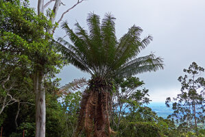 Cycas campestris in Eucalyptus alba and Gymnostoma papuanum woodland, Varirata NP, Papua New Guinea
