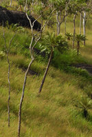 Cycas campestris in savannah woodland, Port Moresby on the way to Varirata NP, Papua New Guinea