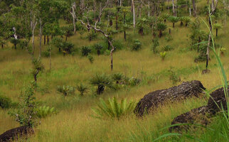 Cycas campestris, mixed population with young individuals in the foreground emerging from grasses, Varirata NP, Papua New Guinea