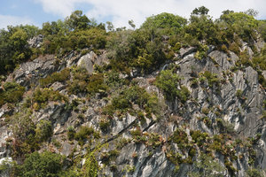 Cycas clivicola dense population on vertical limestone cliff of the Batu Putih island in the Temenggor dam lake, Perak, Malaysia