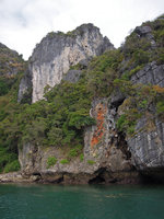 Cycas clivicola in habitat, Phi Phi, Thailand