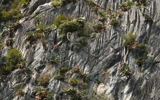 Cycas clivicola old individuals, some of them with long reclining trunk, Batu Putih island in the Temenggor dam lake, Perak, Malaysia