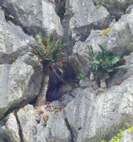 Cycas pranburiensis and red berries of a leafless Amorphophallus in limestone crack during the dry season, Khao Sam Roi Yot, Thailand