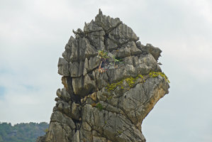 Cycas pranburiensis during the dry season, on a famous limestone outcrop, Khao Sam Roi Yot, Thailand