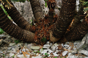 Cycas revoluta, close up of multi stemmed clump base, Dai Sekirinzan, Okinawa, Japan