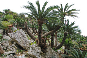 Cycas revoluta, multi stemmed old individuals on karst, Dai Sekirinzan, Okinawa, Japan