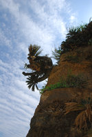 Cycas revoluta old individuals on seashore limestone cliff, Okinawa, Japan