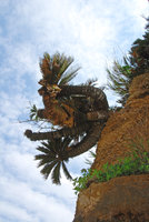 Cycas revoluta, old multi stemmed basal clumping individual on a limestone cliff, Okinawa,Japan