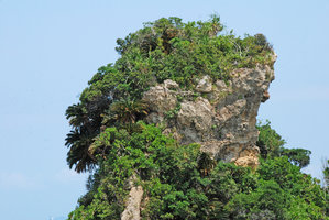Cycas revoluta on an island limestone cliff, Okinawa,Japan