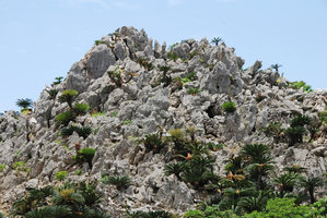 Cycas revoluta on limestone cliffhabitat, Hedo cape, Okinawa,Japan
