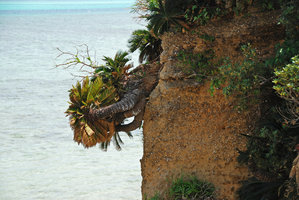 Cycas revoluta, overhanging trunks on seashore limestone cliff, Okinawa, Japan