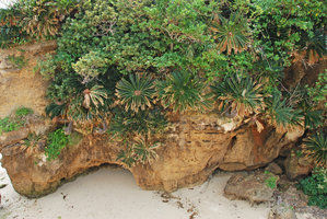 Cycas revoluta population on seashore limestone cliff, Okinawa, Japan