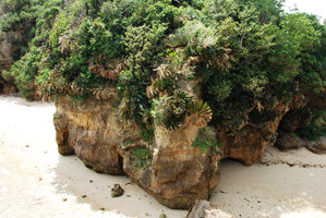 Cycas revoluta with fronds partly burnt by sea sprays along a seashore limestone cliff, Okinawa, Japan