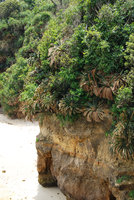 Cycas revoluta with fronds partly burnt by sea sprays on a seashore limestone cliff, Okinawa, Japan