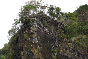 Cycas seemannii and Ficus obliqua on almost vertical rocky seashore habitat, Matangi, Taveuni, Fiji