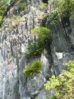 Cycas tropophylla and orchids on bare vertical limestone cliff, Halong Bay, Vietnam