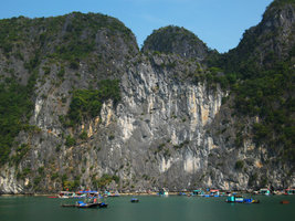 Cycas tropophylla population on bare vertical limestone cliff, Halong Bay, Vietnam
