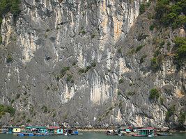 Cycas tropophylla population on bare vertical limestone cliff just above a fishing village, Halong Bay, Vietnam