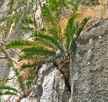 Cycas tropophylla, stem base in a crack on bare vertical limestone cliff, Halong Bay, Vietnam