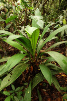 Cyclanthus indivisus, one fully developed individual with numerous leaves, Iquitos, Peru
