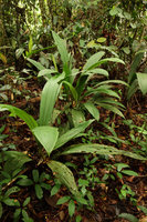 Cyclanthus indivisus, population in forest understory, Iquitos, Peru
