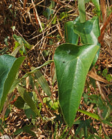 Cyclea peltata, Chelavara Falls, Coorg, Karnataka, India