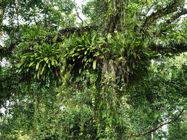 Cylindrolobus sp. and other orchids in forest canopy, Danum Valley, Sabah, Borneo