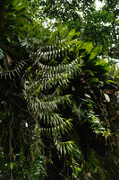 Cylindrolobus sp., Danum Valley, Sabah, Borneo