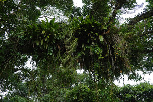 Cylindrolobus sp. hanging from a tree branch about 25 m above the soil, Danum Valley, Sabah, Borneo