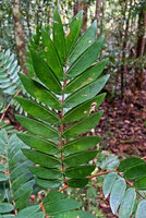 Cynometra plurijuga, strongly asymmetic leaflets, Malagufuk, Sorong, Papua