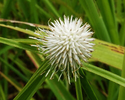 Cyperus ascocapensis, inflorescence, 1200 m asl, Uluguru Mts, Tanzania