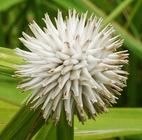 Cyperus ascocapensis, inflorescence head, 1200 m asl, Uluguru Mts, Tanzania