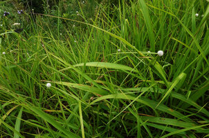 Cyperus ascocapensis in grassland, 1200 m asl, Uluguru Mts, Tanzania