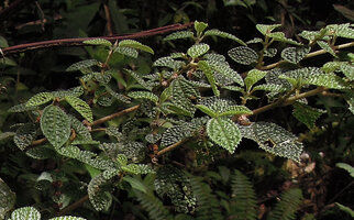Cypholophus kerewensis, bullate leaves and congested inflorescences, Kumul, 2800 m asl, Mount Hagen, Papua New Guinea