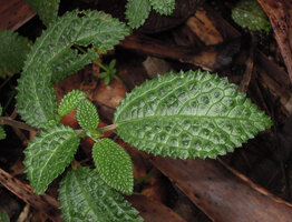 Cypholophus kerewensis, young leaves, Kumul, 2800 m asl, Mount Hagen, Papua New Guinea