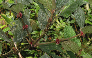 Cypholophus latifolius, somewhat bullate leaves and pink congested inflorescences, Kumul, 2800 m asl, Mount Hagen, Papua New Guinea