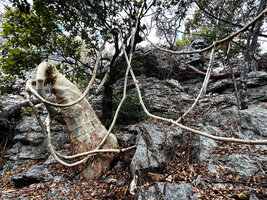 Cyphostemma macrocarpum, long thick climbing then reclining stems emerging from the top of the huge aerial tuberous stem, Ankarana Tsingy NP, Madagascar