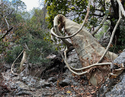 Plant Architectures 2