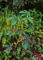 Cyphostemma vanmeelii, erect herb at forest margin, Katavi NP, Tanzania