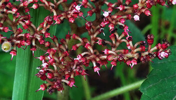 Cyphostemma vanmeelii, flowers at different stages, Katavi NP, Tanzania