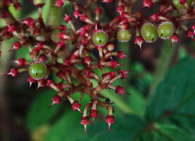 Cyphostemma vanmeelii, glandular hairy flower peduncles and maturing fruits, Katavi NP, Tanzania