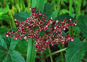 Cyphostemma vanmeelii, inflorescence, Katavi NP, Tanzania