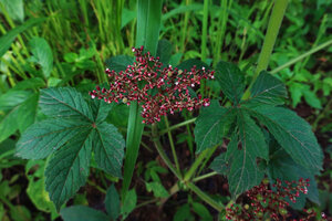 Cyphostemma vanmeelii, leaves and inflorescence, Katavi NP, Tanzania