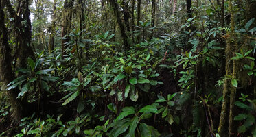 Cyrtandra arborescens, dense population in forest understory, Manusela NP, 1000 m asl, Seram, Moluccas,