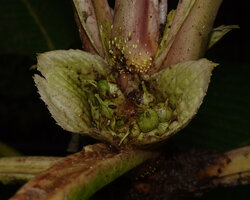 Cyrtandra arborescens, flowers surrounded by foliaceous bracts, Manusela NP, 1000 m asl, Seram, Moluccas