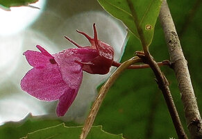 Cyrtandra arfakensis, calyx and corolla with curved tube, Kwau, 1600 m asl, Arfak Mts, West Papua