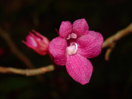 Cyrtandra arfakensis, flower at anthesis, Arfak Mts, 1600 m asl, Kwau, West Papua