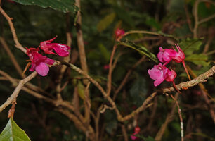 Cyrtandra arfakensis, flowers at anthesis, Kwau, 1600 m asl, Arfak Mts, West Papua