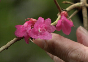 Cyrtandra arfakensis, Patrick Blanc showing flowers at anthesis, Kwau, 1600 m asl, Arfak Mts, West Papua, May 2025