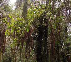 Cyrtandra aundensis as a shrubby low epiphyte, Kumul, 2800 m asl, Mount Hagen, Papua New Guinea
